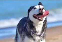 二哈视频爆料大全下载,笑料横生的萌宠瞬间回顾